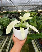 Philodendron 'Florida Ghost'
