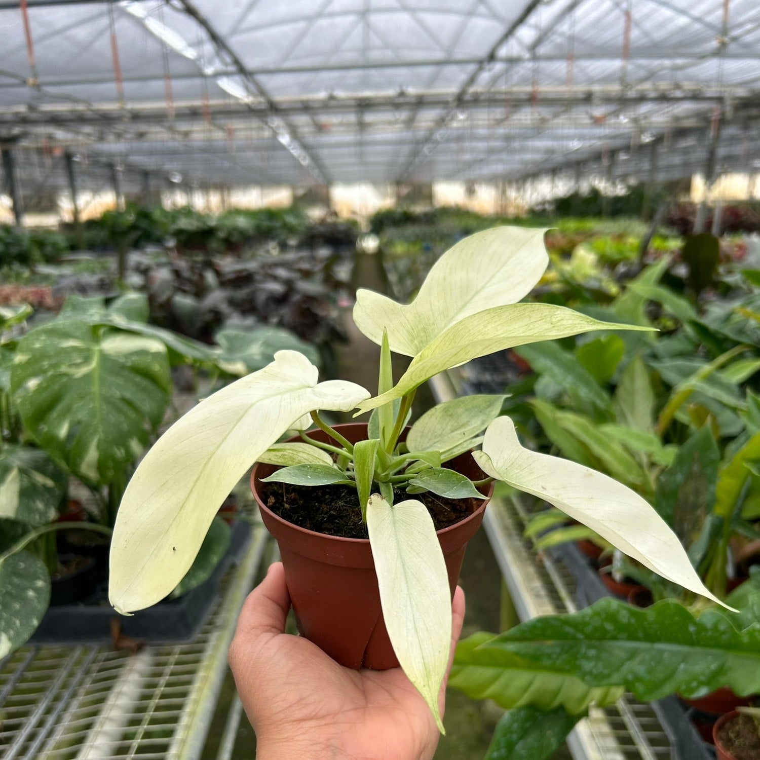 Philodendron 'Florida Ghost'
