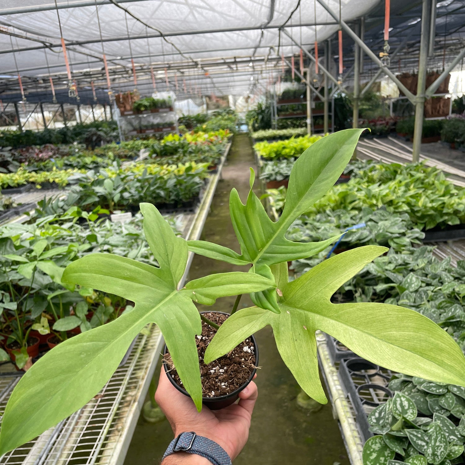 Philodendron 'Florida Ghost'