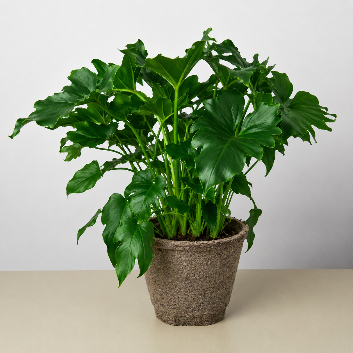 Philodendron ‚ÄòLittle Hope'