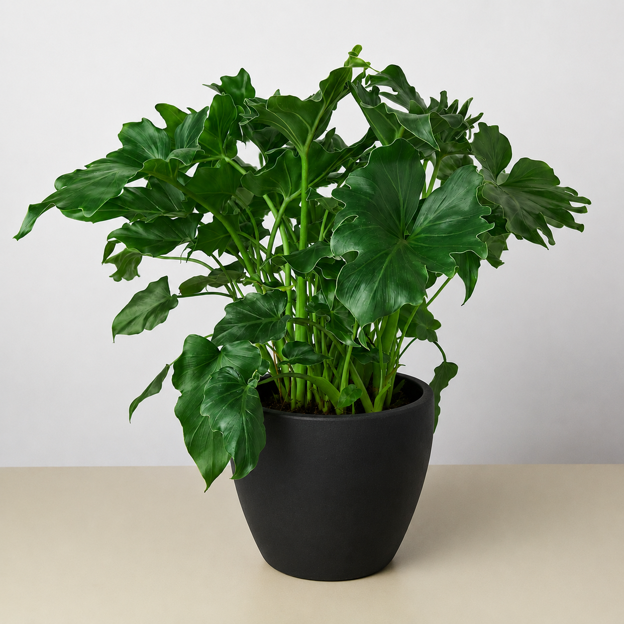 Philodendron ‚ÄòLittle Hope'