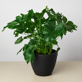 Philodendron ‚ÄòLittle Hope'