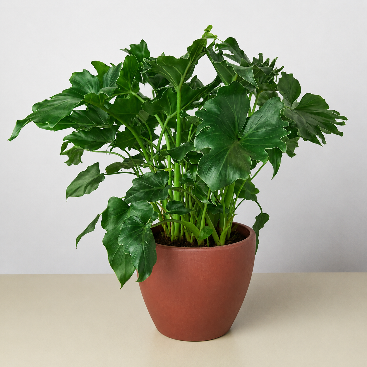 Philodendron ‚ÄòLittle Hope'