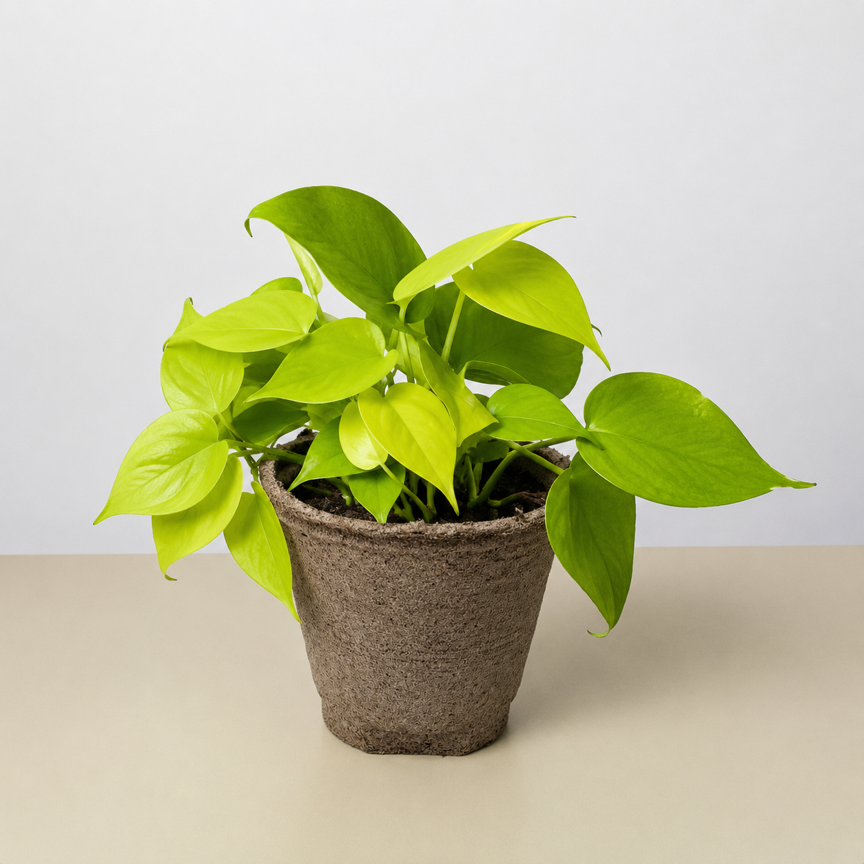 Philodendron Cordatum 'Neon'