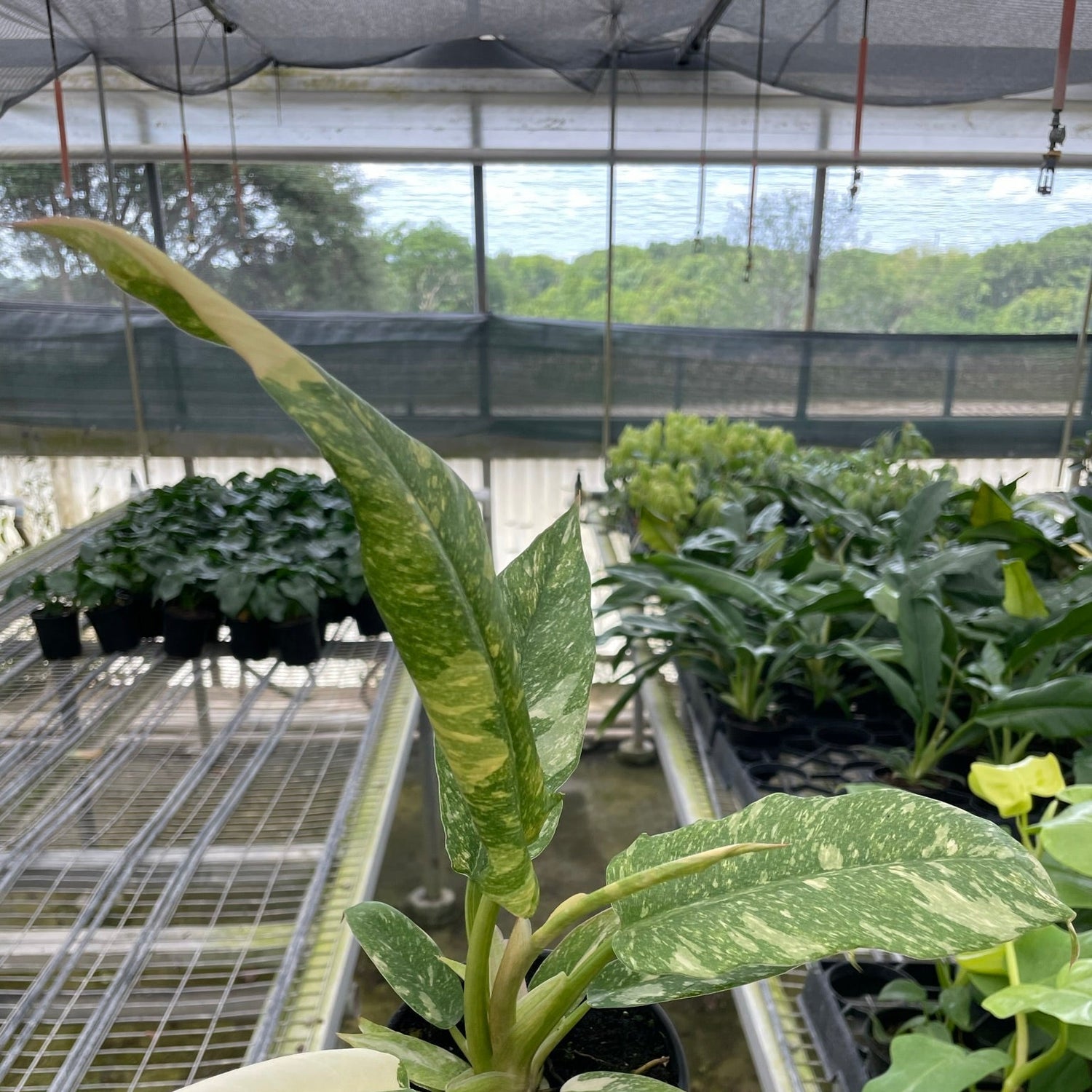 Philodendron 'Variegated Ring of Fire '