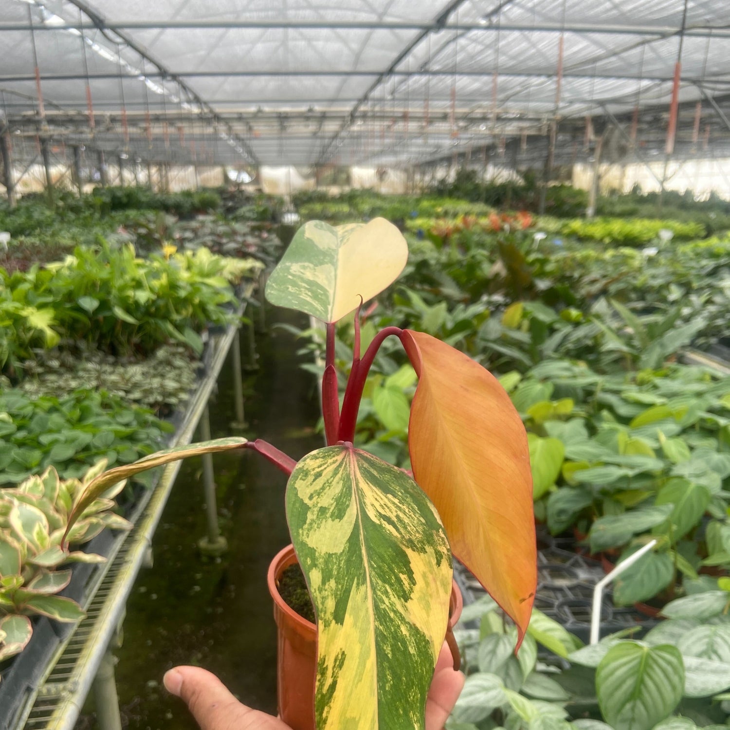 Philodendron 'Strawberry Shake'