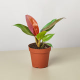 Philodendron 'Sun Red'