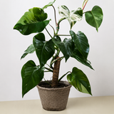 Philodendron 'White Princess'