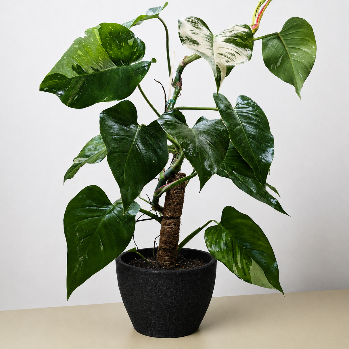 Philodendron 'White Princess'