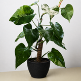 Philodendron 'White Princess'