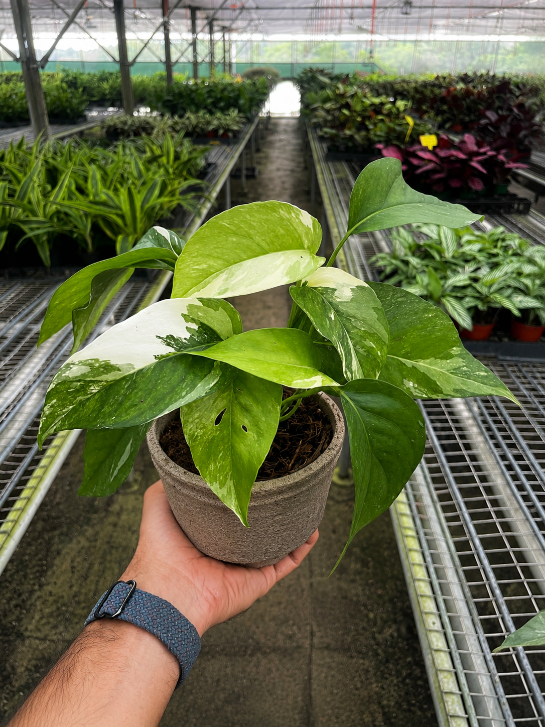 Pothos 'Albo Variegata'