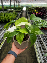 Pothos 'Albo Variegata'