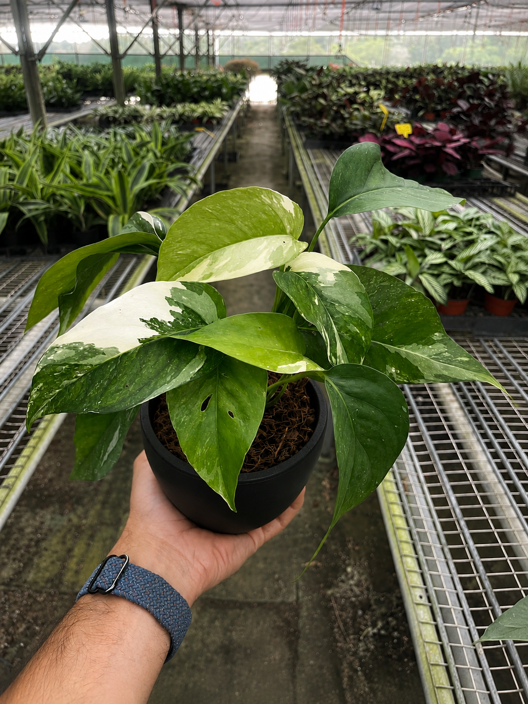 Pothos 'Albo Variegata'