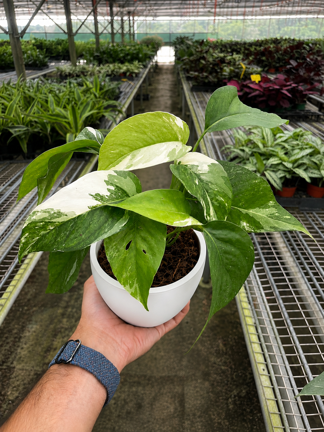 Pothos 'Albo Variegata'