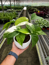 Pothos 'Albo Variegata'