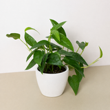 Pothos 'Cebu Blue'