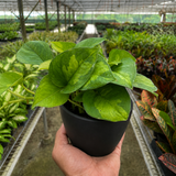 Pothos Global Green
