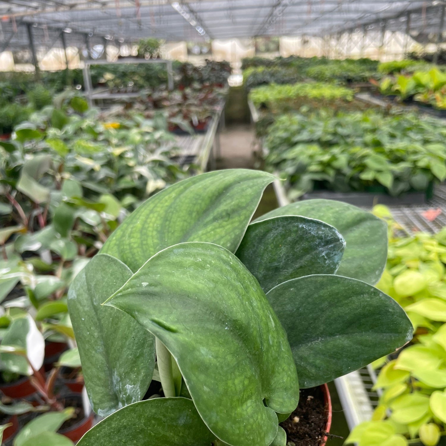 Pothos Jade Satin