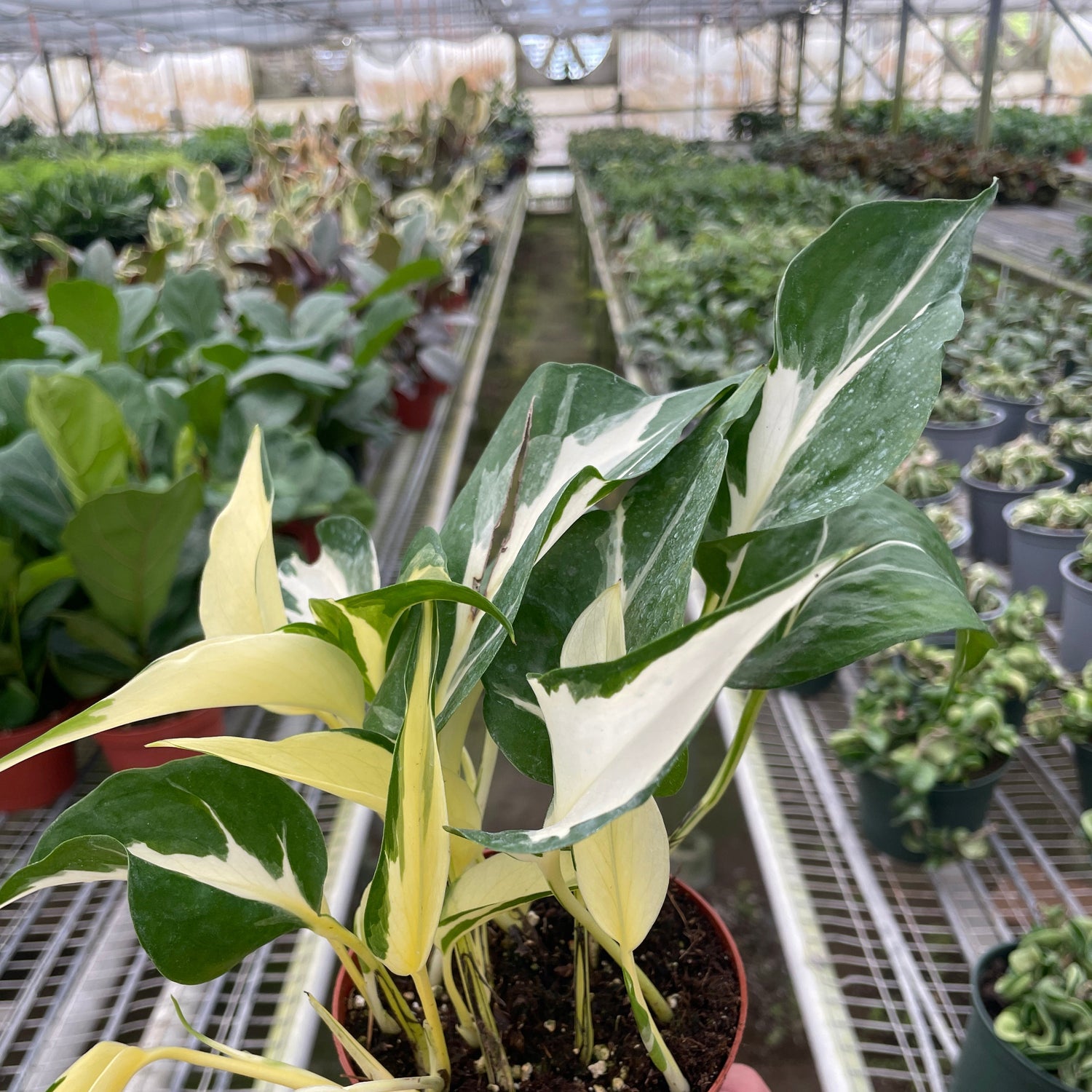 Pothos 'Mutant Manjula'