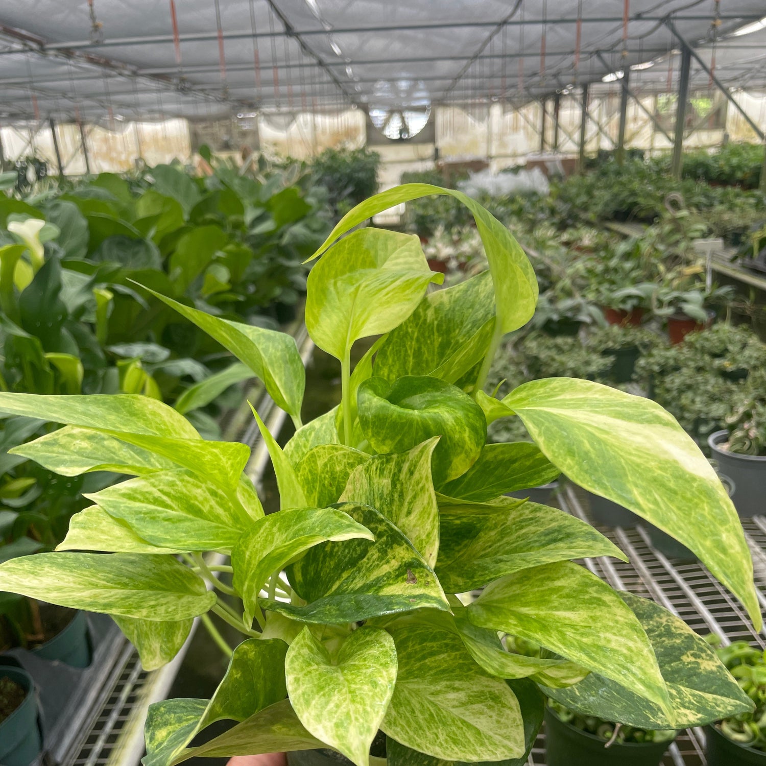 Pothos 'Neon Queen'
