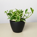 Pothos 'N'joy'