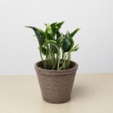 Pothos 'Shangri La'