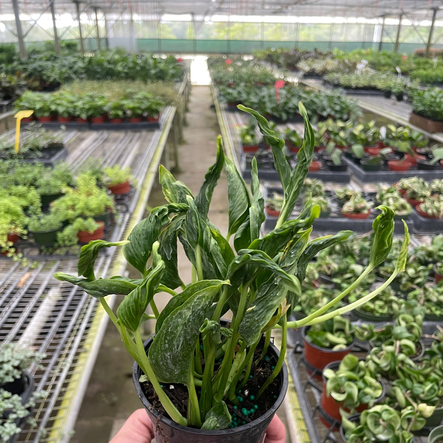 Pothos 'Shangri La'