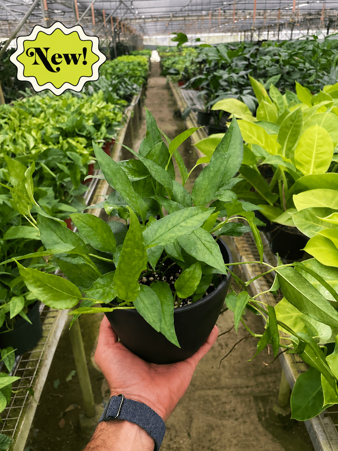 Pothos 'Skeleton Key'