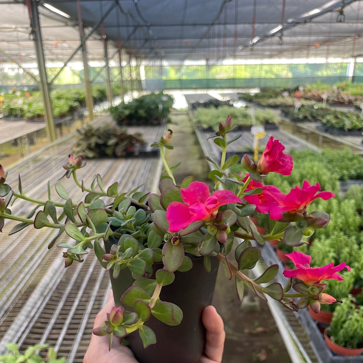 Purslane