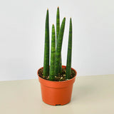 Snake Plant 'Cylindrica'