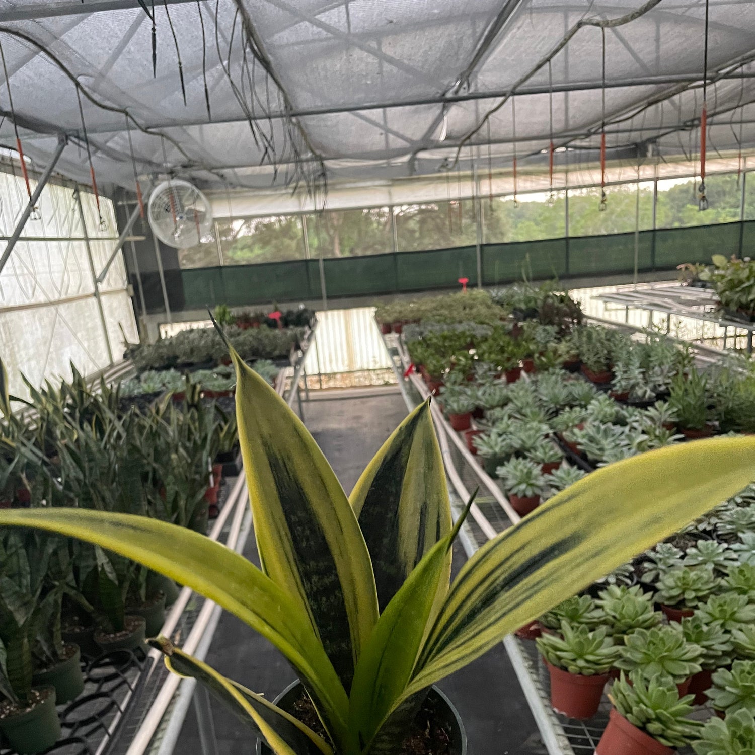 Snake Plant 'Gold Flame'