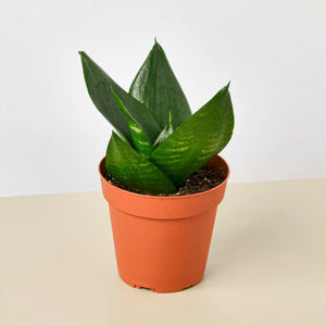 Plants