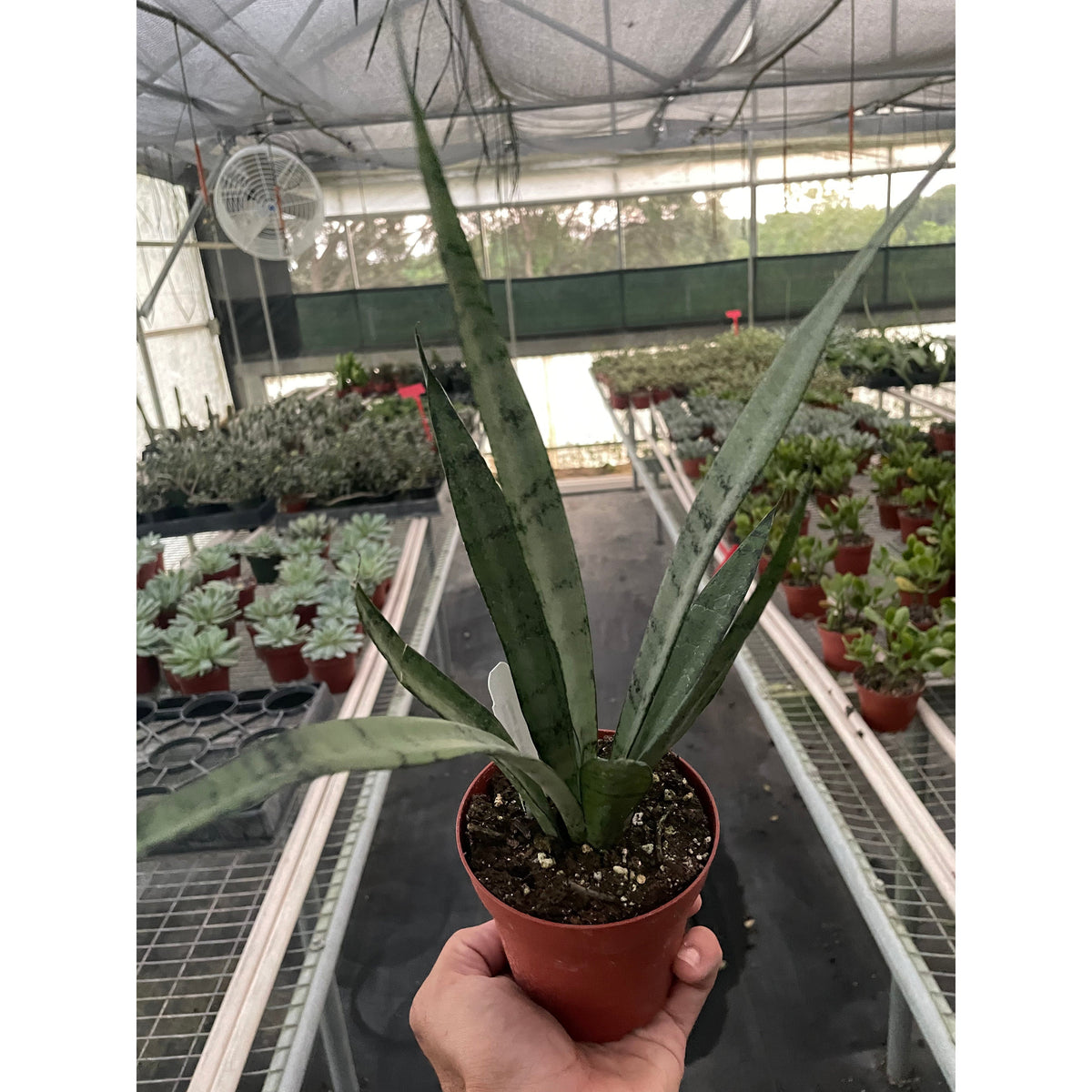 Snake 'Silver Princess' – AwearMarket