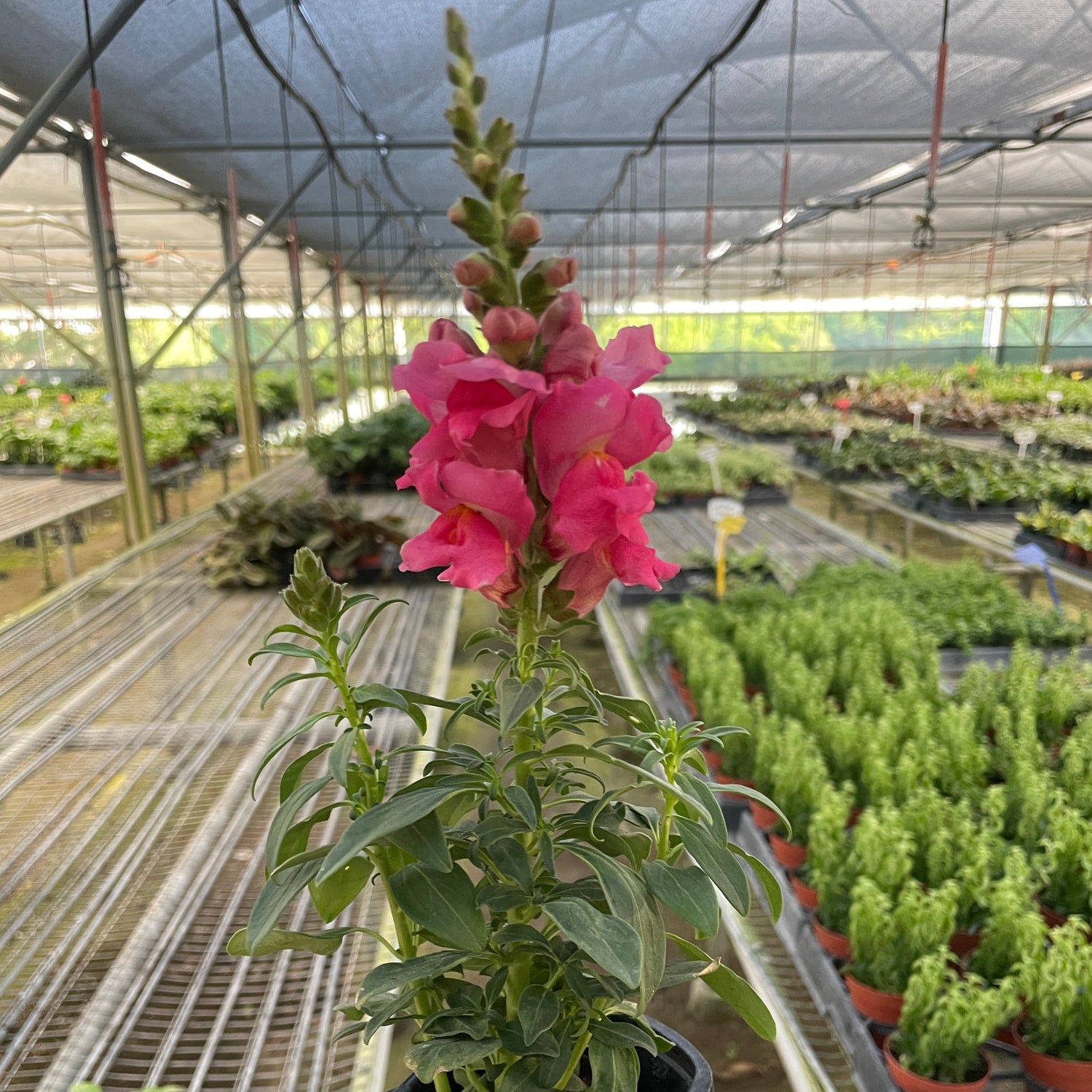 SnapDragon