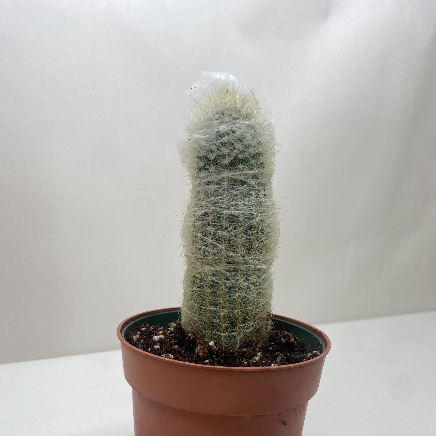 Cactus 'Old Man'