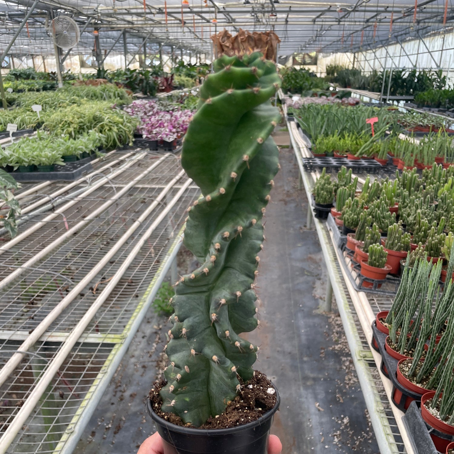 Cereus forbesii 'Spiralis'