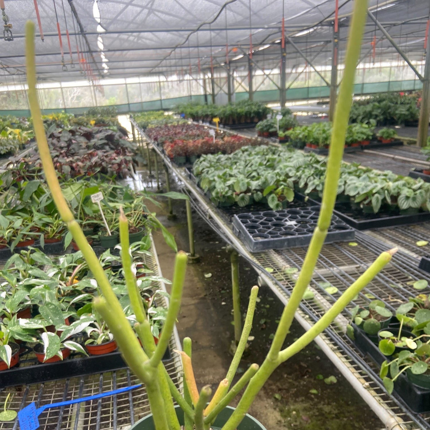 Euphorbia 'Pencil Cactus'