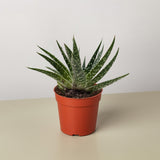 Succulent Gasteria Zimflora