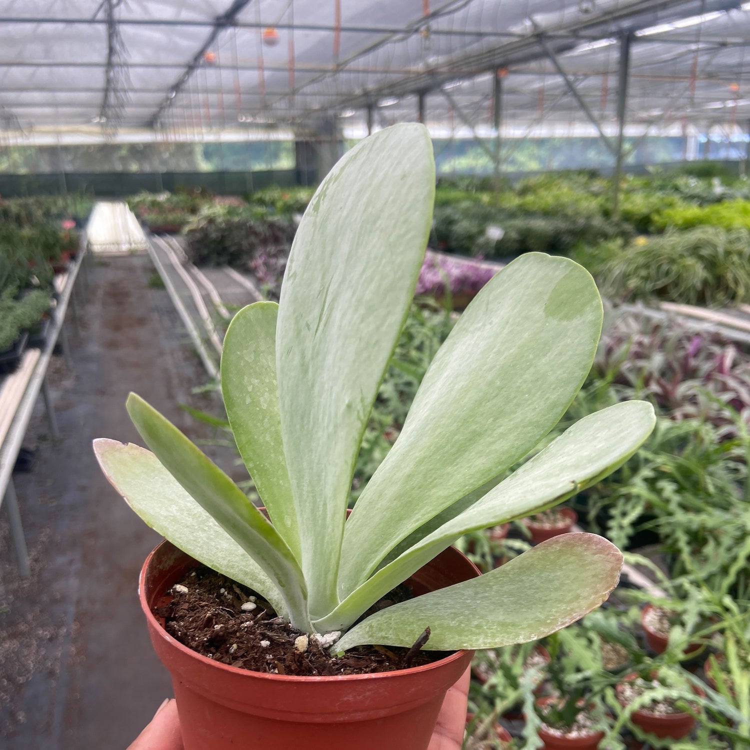 Succulent Kalanchoe 'Flap Jack'