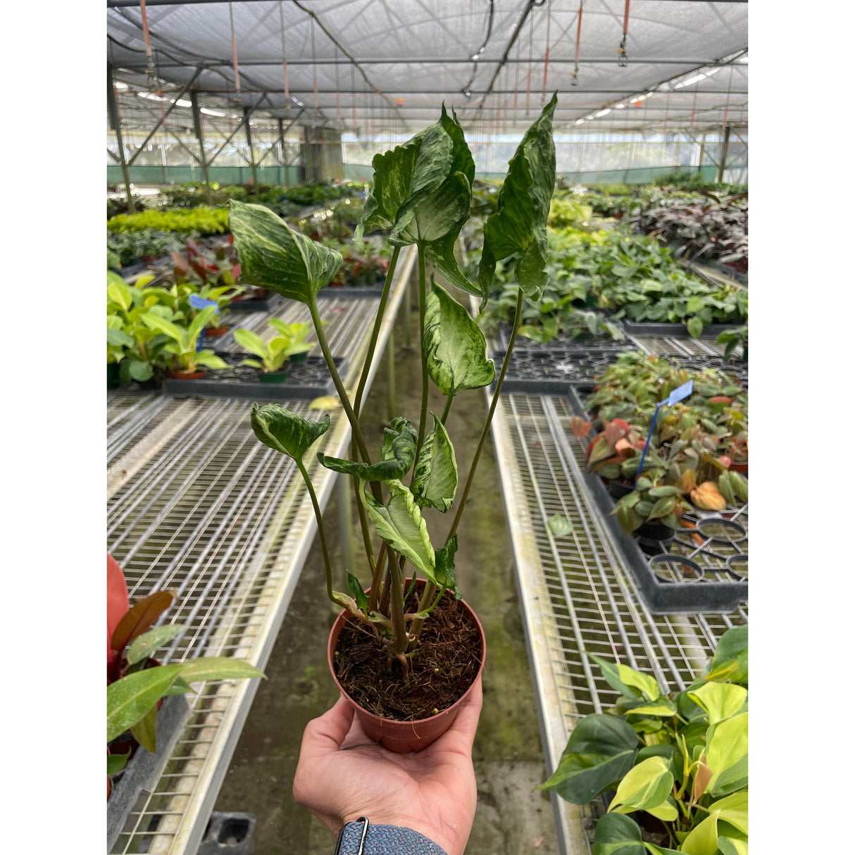 Syngonium 'Godzilla'