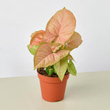 Syngonium 'Strawberry'