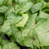 Syngonium 'Gold'
