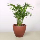 Parlor Palm