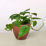 Philodendron Cordatum 'Heartleaf'