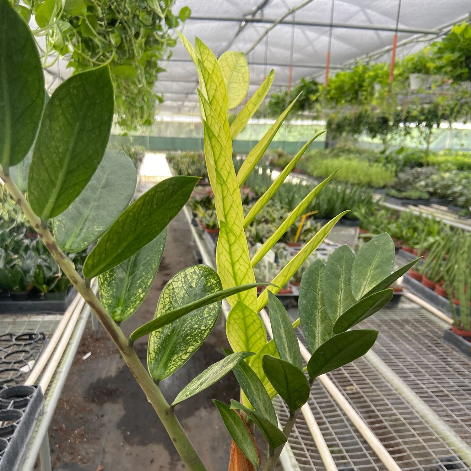 Zamioculcas 'Chameleon'