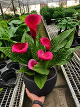 Calla Lily