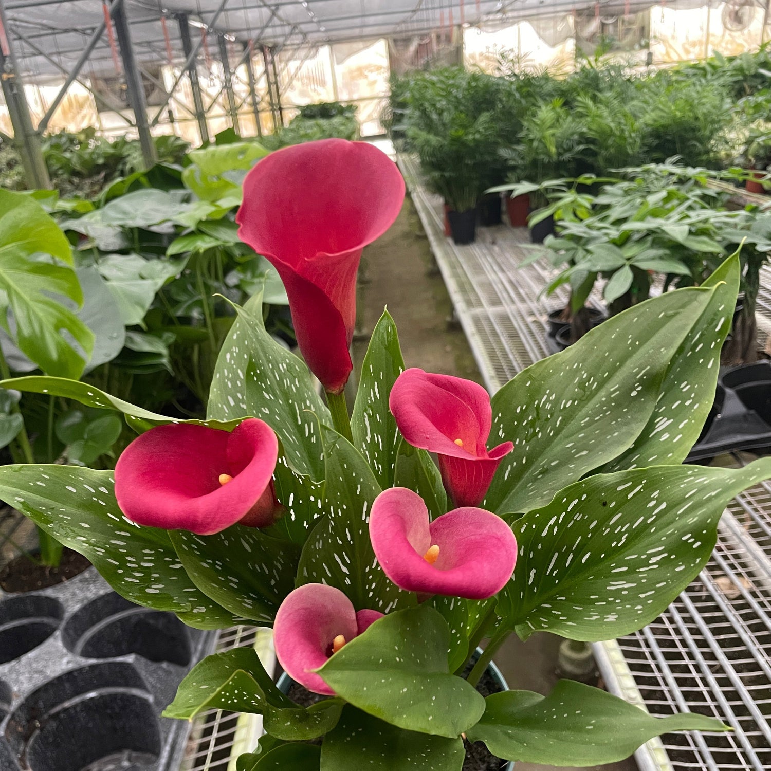 Calla Lily