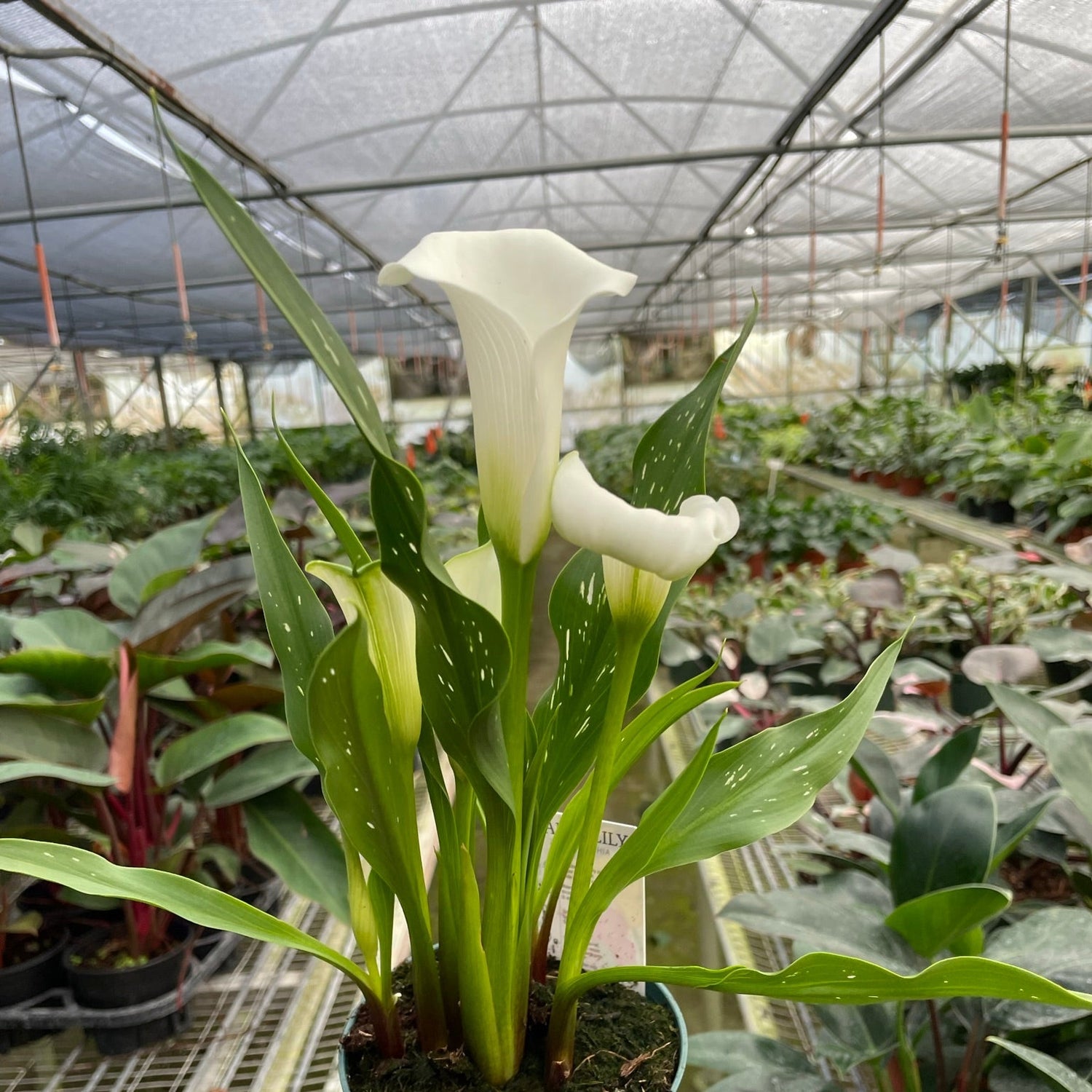 Calla Lily