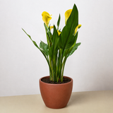 Calla Lily