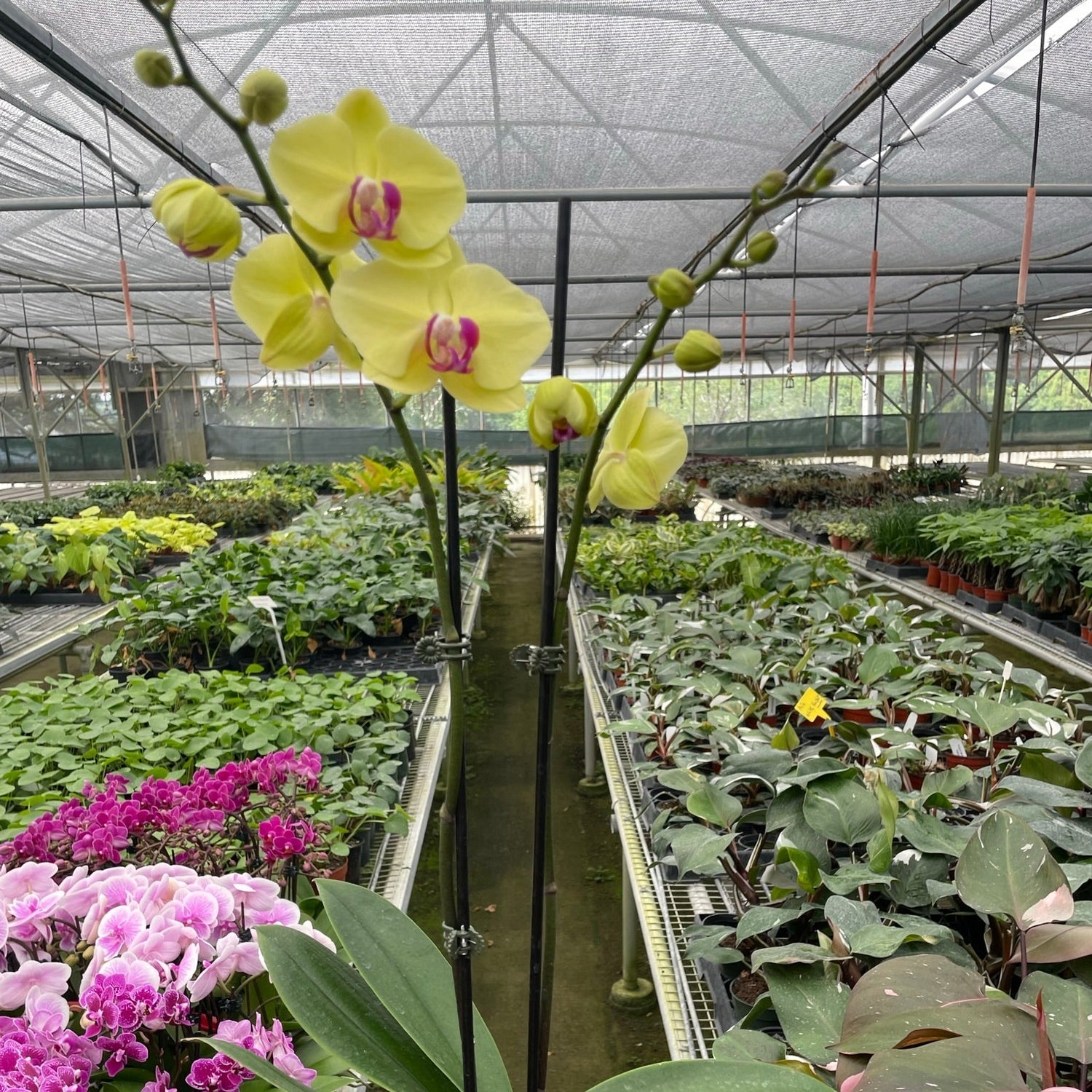 Orchid 'Yellow Phalaenopsis'